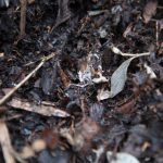 Composting - brown dried leaves on ground