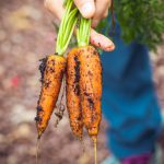 Sustainable Food - person holding carrots