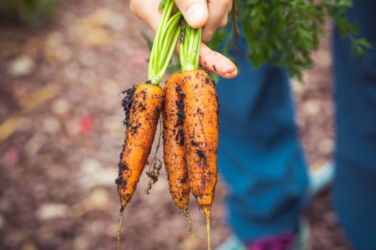 Sustainable Food - person holding carrots