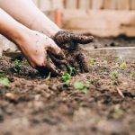 Home Gardening - person holding brown and black frog