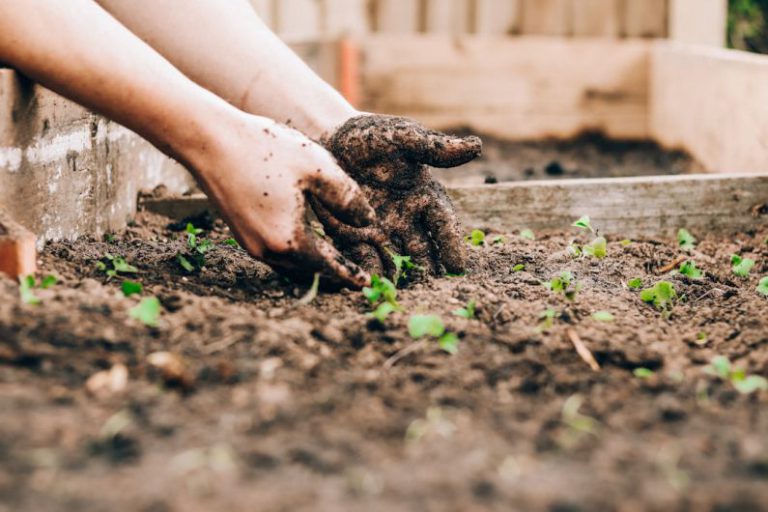 Home Gardening - person holding brown and black frog