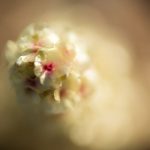 Price Comparison - white flower in macro lens