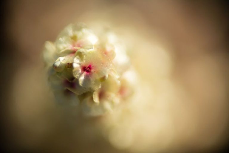 Price Comparison - white flower in macro lens