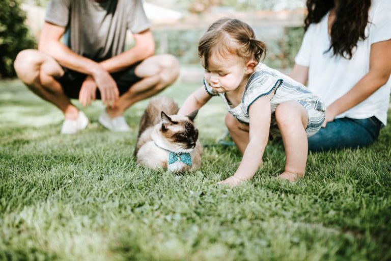 Family Outdoor - girl in blue denim dungaree sitting on green grass field with brown and white short coated