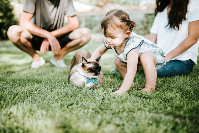 Family Outdoor - girl in blue denim dungaree sitting on green grass field with brown and white short coated